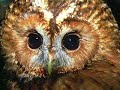 la-canzone-del-bosco.html