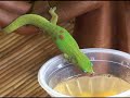 Geckos at Ali\ Geckos at Ali\