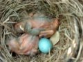 Baby Robins