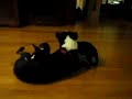 Boston terrier playing with new puppies. Boston terrier playing with new puppies.