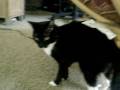 videos de Bitty the Kitty! - Receipt time!