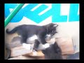 Kittens Playing Kittens Playing