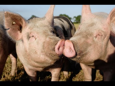 Viehwirtschaft: Die glcklichen Schweine