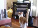 Ssscat Ssscat