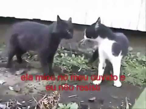 Briga de Gatos Legendada