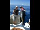 Triple Header Sailfish Release