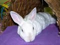 Adopt Bobbin Wrinklebottom
