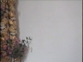 Minha Aldeia