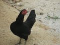 One of the many chickens living in the neighborhood.