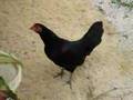 Clucking Chicken