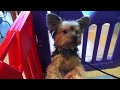 Click here to watch this video Cute yourkie