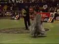 Luisiana Aranda y Erick Herrera - Marinera Caballo Peruano