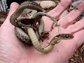 Garter Snake In My Garden