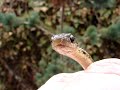 Garter Snake In My Garden