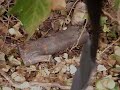 Garter Snake In My Garden