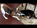 Stanley the Freakishly Large Bernese Mountain Puppy