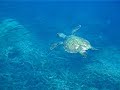 HawksBill Turtle at Tioman HawksBill Turtle at Tioman