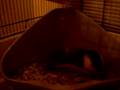 videos de Verkenning in en van de kooi