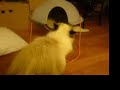 UFO CAT!
