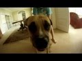 Betty dog retard dubstep jam
