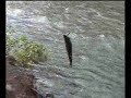 Fishing Alaska