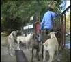 Boerboel video