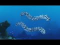 Scooter - Does The Fish Have Chips? (Nemo Video Version)