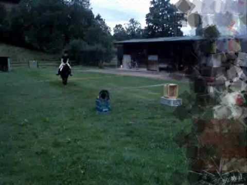 Shetland pony