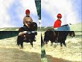 Shetland pony Shetland pony