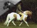 Shetland pony