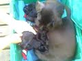 beagle-puppies-five-weeks-old.html