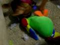 videos de Opal and parrot 1