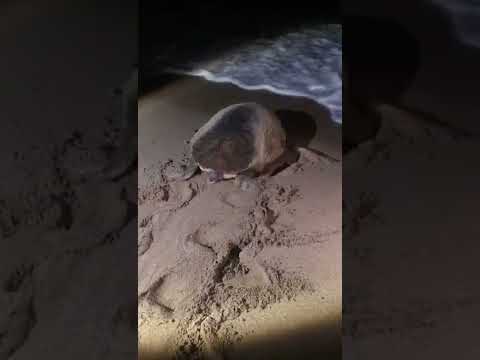 Tartaruga marina sulla spiaggia di Lacona, Capoliveri, di notte