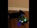 Puppy humping singing Xmas tree