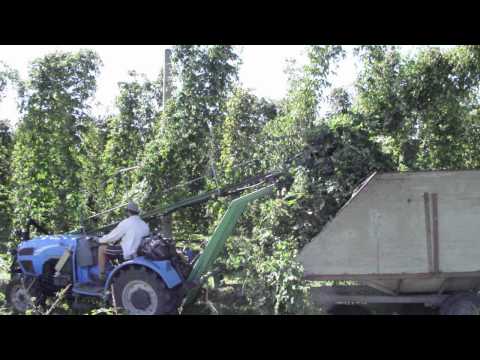 how to harvest hops