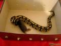 Pitone reale (Python regius) cena con un rattino decongelato - Parte 1