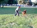 Artie de Monsanto Blind dog learns how to play