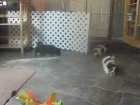 Shorkie puppies to love shorkie puppies to hug