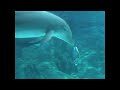 dolphin-bubbles.html