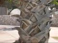 Caught on Tape - Rocket Landing in School Yard