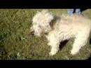 my aunts awsome rare dog my aunts awsome rare dog