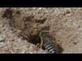 Solitary Wasps IV - Sand Wasps