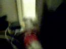 my-little-maltese.html
