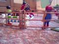 playmobil horses movie