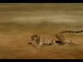 Un ratero mexicano en Africa.mpg