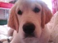 MY GOLDEN RETRIEVER DUKE