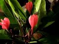 Plumeria Timelapse Plumeria Timelapse