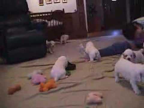 Clumber Puppies - August 2007 ...