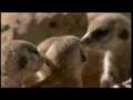Meerkat Pups & Pups & Pups!