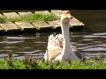 Goslings, with all their aunts and uncles on guard